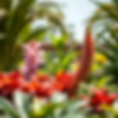 Native Flora of Dubai A vibrant garden showcasing native flora in Dubai.